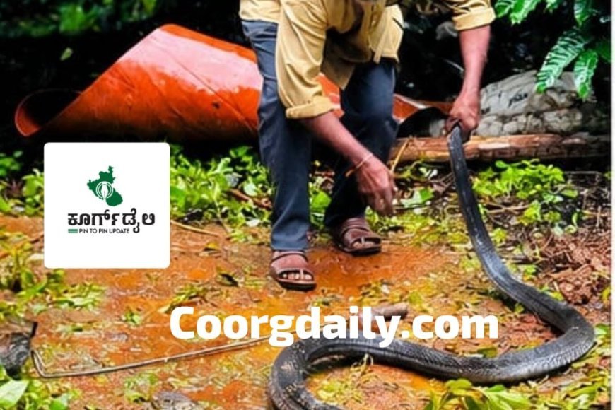 ಕರಡದಲ್ಲಿ 12 ಅಡಿ ಉದ್ದದ ಕಾಳಿಂಗ ಸರ್ಪ ಸೆರೆ