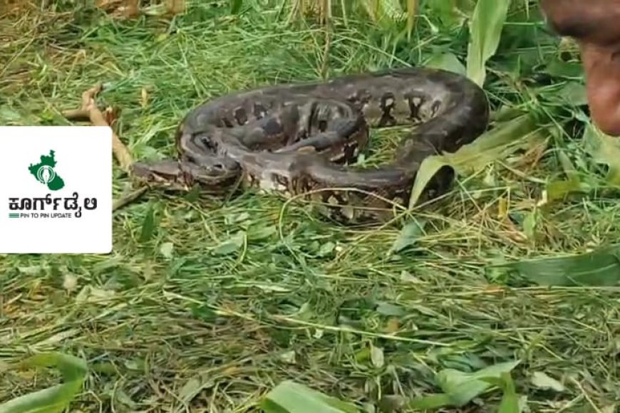 ಜೋಳದ ಹೊಲದಲ್ಲಿದ್ದ ಹೆಬ್ಬಾವು ಸೆರೆ