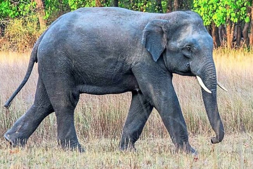 ಆ.12ರಂದು ವಿಶ್ವ ಆನೆ ದಿನಾಚರಣೆ