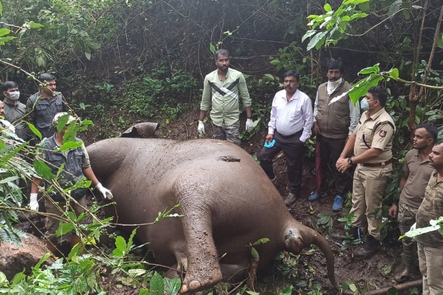 ಸುಂಟಿಕೊಪ್ಪ:  ಕಾಡಾನೆ ಮೃತಪಟ್ಟ ಸ್ಥಿತಿಯಲ್ಲಿ ಪತ್ತೆ