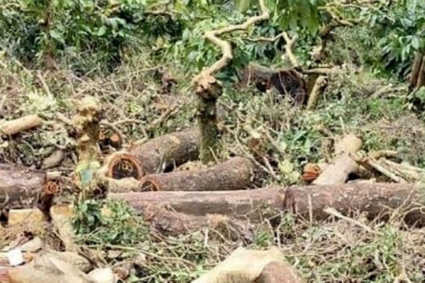 ಅಕ್ರಮವಾಗಿ ಬೀಟೆ ಮರ ಕಡಿದು ಸಾಗಾಟಕ್ಕೆ ಯತ್ನ