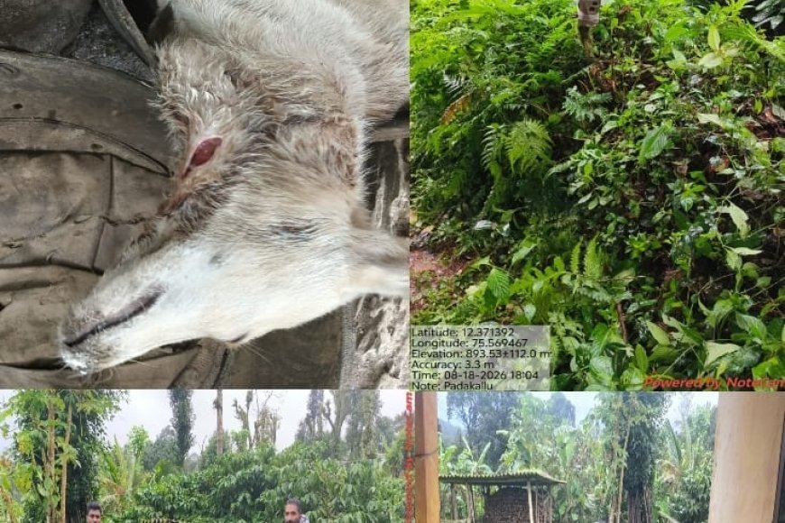 ಚೆಟ್ಟಿಮಾನಿ: ಪದಕಲ್ಲು ಗ್ರಾಮದಲ್ಲಿ ಚಿರತೆ ದಾಳಿ; ನಾಯಿ ಬಲಿ