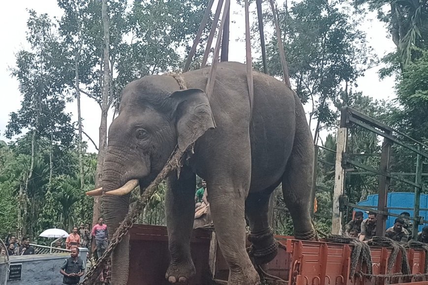 ಪುಂಡಾನೆ ಸೆರೆ ಕಾರ್ಯಾಚರಣೆ ಯಶಸ್ವಿ:ಚೆಂಬೆಬೆಳ್ಳೂರು ಗ್ರಾ.ಪಂ. ವ್ಯಾಪ್ತಿಯಲ್ಲಿ ಕಾರ್ಯಾಚರಣೆ