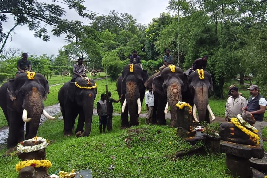 ದುಬಾರೆ ಆನೆ ಶಿಬಿರದಿಂದ 5 ಆನೆಗಳು ಮೈಸೂರು ದಸರಾಕ್ಕೆ ಗಜಪಯಣ