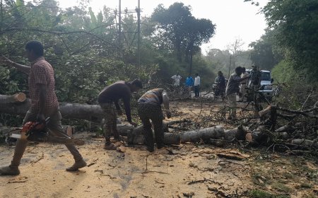 ಶನಿವಾರಸಂತೆ- ಕೊಡ್ಲಿಪೇಟೆ:ರಸ್ತೆ ಬದಿಯ ಬೃಹತ್ ಒಣಮರಗಳ ತೆರವಿಗೆ ಒತ್ತಾಯ