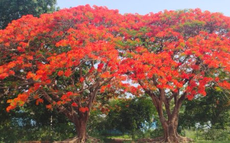 ಕೂಡಿಗೆ: ಹೂ ಮುಡಿದ ‘ಗುಲ್ ಮೊಹರ್  ಕೆಂಪು ಬಣ್ಣಗಳ ಪುಷ್ಪಲೋಕ ನೋಡ ಬನ್ನಿರಾ!!!