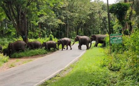 ಸಿದ್ದಾಪುರ: ಸುತ್ತ ಮುತ್ತ ಗ್ರಾಮಗಳಲ್ಲಿ ಹೆಚ್ಚುತ್ತಿದೆ ಆನೆ-ಮಾನವ ನಡುವಿನ ಸಂಘರ್ಷ