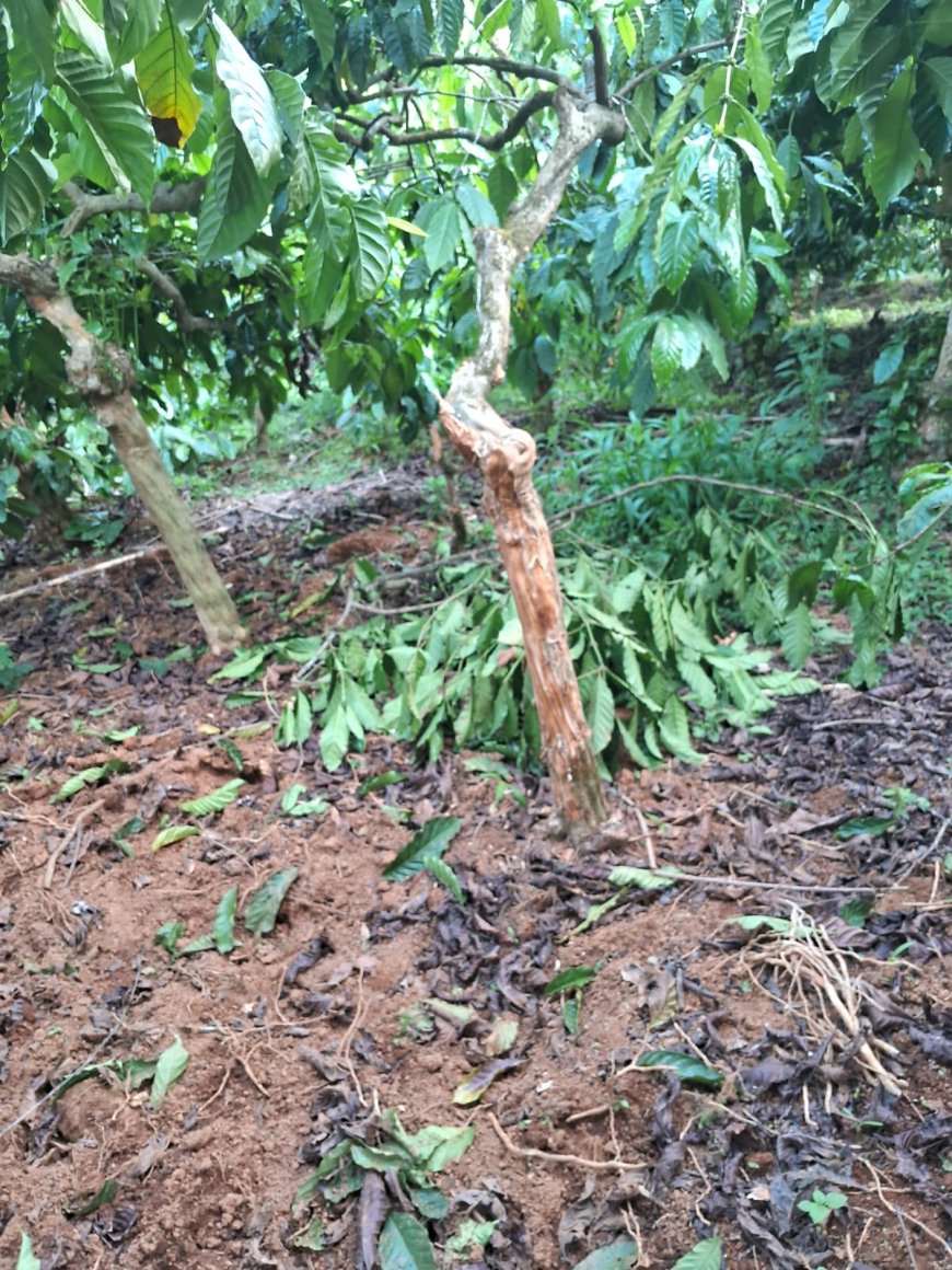 ವಿ.ಬಾಡಗ :ಕಾಡುಕೋಣಗಳ ಹಾವಳಿ:‌ಕಾಫಿ ಗಿಡಗಳು ನಾಶ