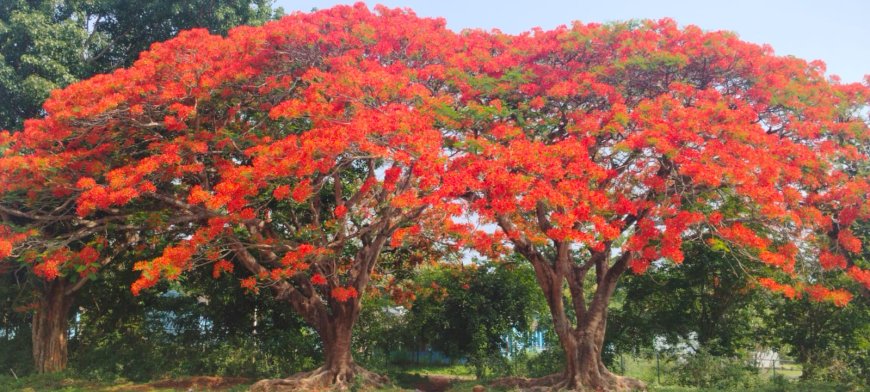 ಕೂಡಿಗೆ: ಹೂ ಮುಡಿದ ‘ಗುಲ್ ಮೊಹರ್  ಕೆಂಪು ಬಣ್ಣಗಳ ಪುಷ್ಪಲೋಕ ನೋಡ ಬನ್ನಿರಾ!!!