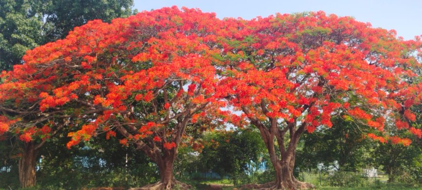ಕೂಡಿಗೆ: ಹೂ ಮುಡಿದ ‘ಗುಲ್ ಮೊಹರ್  ಕೆಂಪು ಬಣ್ಣಗಳ ಪುಷ್ಪಲೋಕ ನೋಡ ಬನ್ನಿರಾ!!!
