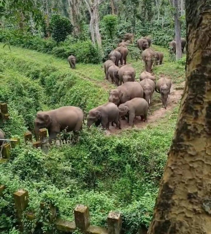 ಸಿದ್ದಾಪುರ: ಸುತ್ತ ಮುತ್ತ ಗ್ರಾಮಗಳಲ್ಲಿ ಹೆಚ್ಚುತ್ತಿದೆ ಆನೆ-ಮಾನವ ನಡುವಿನ ಸಂಘರ್ಷ