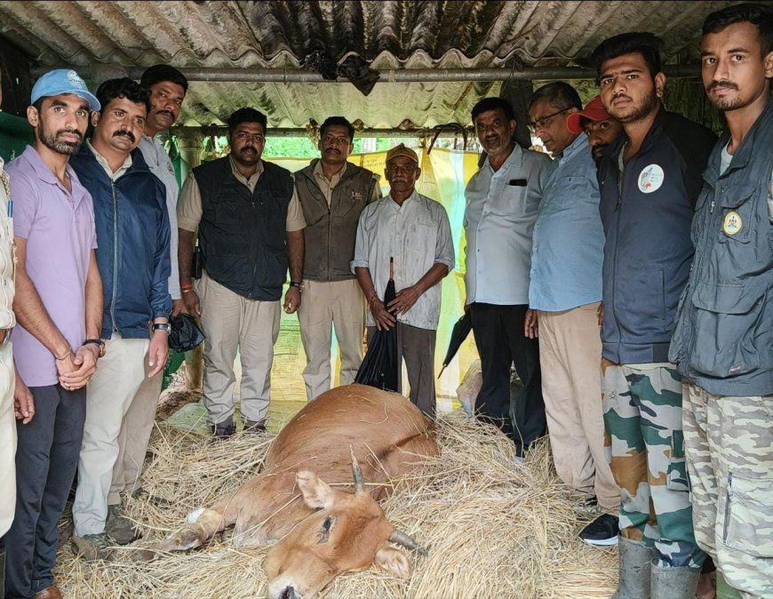 ದಕ್ಷಿಣ ಕೊಡಗಿನಲ್ಲಿ ನಿಲ್ಲದ ಹುಲಿ ದಾಳಿ: ಟಿ.ಶೆಟ್ಟಿಗೇರಿಯಲ್ಲಿ ಹಬ್ಬದ ಹಸುವಿನ ಮೇಲೆ ಹುಲಿ ದಾಳಿ! ಜೀವನ್ಮರಣ ಸ್ಥಿತಿಯಲ್ಲಿ ನರಳಾಡುತ್ತಿರುವ ಹಸು
