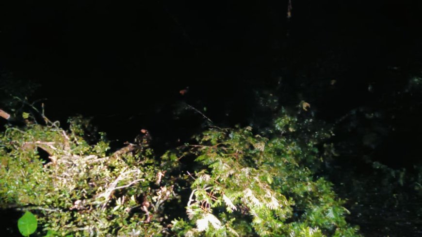 ಮರ ಬಿದ್ದು ಚೆಟ್ಟಳ್ಳಿ-ಮಡಿಕೇರಿ ರಸ್ತೆ ಬಂದ್!  ಅಬ್ಯಾಲ ಸಮೀಪ ಬೃಹತ್ ಮರ ಬಿದ್ದು ರಸ್ತೆ ಸಂಚಾರ ಸ್ಥಗಿತ