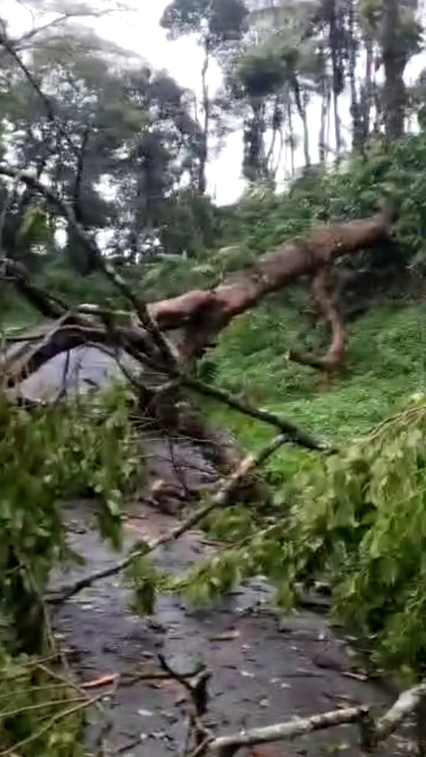 ವಿರಾಜಪೇಟೆ: ರಾಮನಗರ ಸಮೀಪ ರಸ್ತೆಗೆ ಉರುಳಿದ ಮರ