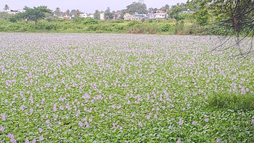 ಕುಶಾಲನಗರ: ತಾವರೆ ಕೆರೆ ಯಲ್ಲಿ ಮನಸೂರೆಗೊಳ್ಳುವ ಪುಷ್ಪರಾಶಿಯ ಪರಿಮಳ