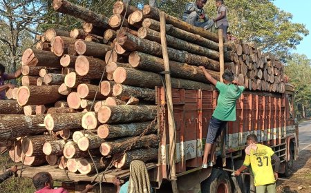 ಅವಧಿಗೂ ಮುಂಚಿತವಾಗಿಯೇ ಮರ  ಸಾಗಾಟಕ್ಕೆ ನಿರ್ಬಂಧ: ಮಳೆಯಿಂದಾಗಿ ಲೋಡ್ ಮಾಡಲು ಸಾಧ್ಯವಾಗದೆ ಸಂಕಷ್ಟಕ್ಕೆ ಸಿಲುಕಿದ ಮರ ವ್ಯಾಪಾರಿಗಳು!