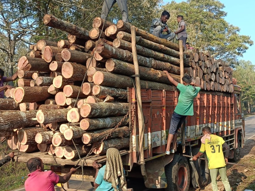 ಅವಧಿಗೂ ಮುಂಚಿತವಾಗಿಯೇ ಮರ  ಸಾಗಾಟಕ್ಕೆ ನಿರ್ಬಂಧ: ಮಳೆಯಿಂದಾಗಿ ಲೋಡ್ ಮಾಡಲು ಸಾಧ್ಯವಾಗದೆ ಸಂಕಷ್ಟಕ್ಕೆ ಸಿಲುಕಿದ ಮರ ವ್ಯಾಪಾರಿಗಳು!