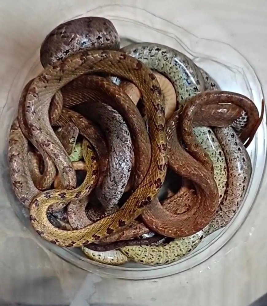 ಸಿದ್ದಾಪುರ: ಮನೆಯೊಳಗಿದ್ದ ಮೂರು ಹಾವುಗಳ ರಕ್ಷಣೆ