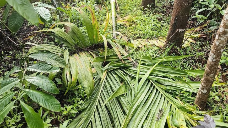 ಪೊನ್ನಂಪೇಟೆ:ಕಾಡಾನೆಗಳ ದಾಂಧಲೆಗೆ ಗ್ರಾಮಸ್ಥರ ಪರದಾಟ:  ಕಾಡಾನೆಗಳನ್ನು ಕಾಡಿಗಟ್ಟುವಂತೆ ಆಗ್ರಹ