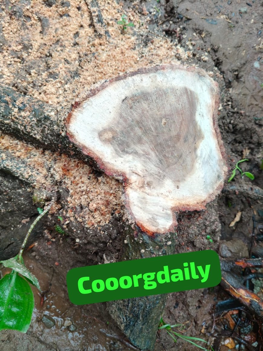 ರಂಗಸಮುದ್ರ: ಶ್ರೀಗಂಧದ ಮರ ಕಳವು