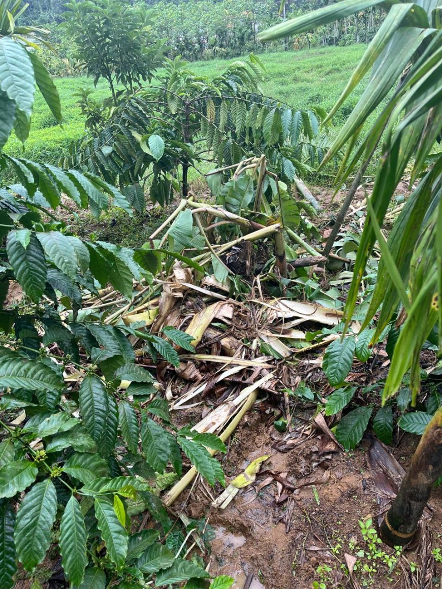ಎಡಪಾಲ ಗ್ರಾಮದಲ್ಲಿ ಕಾಡಾನೆಗಳ ಹಾವಳಿ