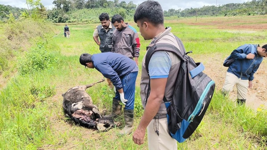 ಪೊನ್ನಂಪೇಟೆ:ಹುದಿಕೇರಿ ಗ್ರಾಮದಲ್ಲಿ ಮೇಯಲು ಬಿಟ್ಟಿದ್ದ ಜಾನುವಾರುಗಳ ಮೇಲೆ ಹುಲಿ ದಾಳಿ: ಎರಡು ವರ್ಷದ ಕರು ಬಲಿ, ಎರಡು ಹಸುಗಳಿಗೆ ಗಂಭೀರ ಗಾಯ