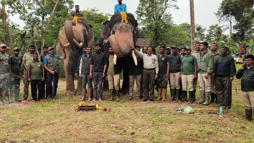 ಪೊನ್ನಂಪೇಟೆ ತಾಲೂಕು ವ್ಯಾಪ್ತಿಯಲ್ಲಿ ಜಾನುವಾರು ಹಂತಕ ವ್ಯಾಘ್ರ ಸೆರೆ ಕಾರ್ಯಚರಣೆ:ಹುಲಿ ಹೆಜ್ಜೆ ಗುರುತು ಅನುಸರಿಸಿ ಕೂಂಬಿಂಗ್-: ಎರಡು ಸಾಕಾನೆಗಳ ಸಹಿತ 80 ಮಂದಿಯ ತಂಡ ಭಾಗಿ