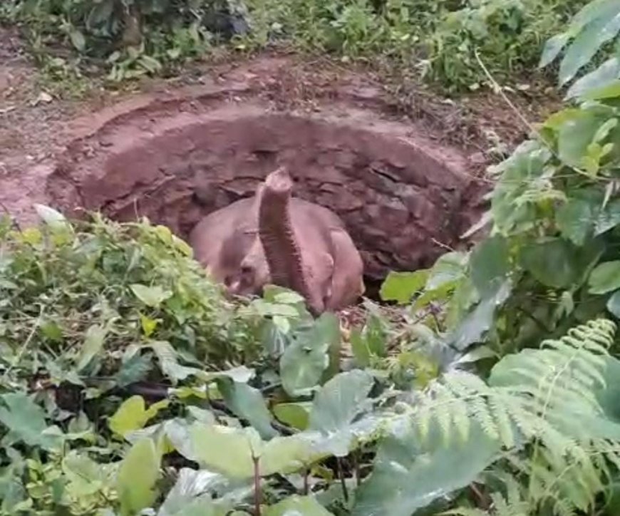 ಚೇಲಾವರ ರೆಸಾರ್ಟ್ ಶೌಚಾಲಯದ ಗುಂಡಿಗೆ ಬಿದ್ದ ಕಾಡಾನೆ