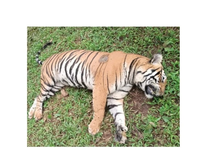 ಎರಡು ಹುಲಿಗಳ ಮಧ್ಯೆ ಕಾದಾಟ:ಮೃತಪಟ್ಟ ಹುಲಿ
