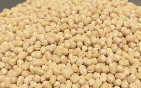 ಉದ್ದು ನಮ್ಮ ಆರೋಗ್ಯಕ್ಕೆ ಮದ್ದು!