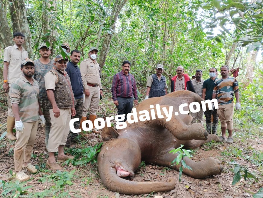 ಕಾವೇರಿ ನದಿಯಲ್ಲಿ ಮುಳುಗಿ ಕಾಡಾನೆ ಸಾವು
