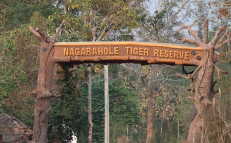 ಹುಲಿ ದಾಳಿ ಆತಂಕ | ನಾಗರಹೊಳೆ–ಬಂಡೀಪುರ ಸಫಾರಿ, ಚಾರಣ ತಕ್ಷಣದಿಂದಲೇ ಬಂದ್: ಸಚಿವ ಈಶ್ವರ ಖಂಡ್ರೆ ನಿರ್ದೇಶನ