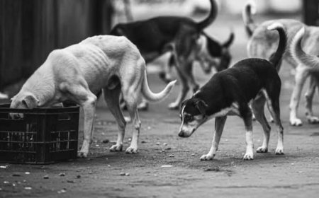 ಮಡಿಕೇರಿ& ಸೋಮವಾರಪೇಟೆ: ಬೀದಿ ನಾಯಿ ಹಾವಳಿ, ಮಾಹಿತಿ ನೀಡಲು ಮನವಿ