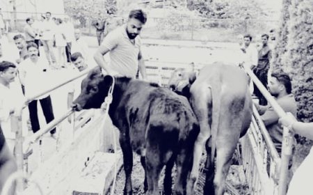 ಸೋಮವಾರಪೇಟೆ: ಅಕ್ರಮ ಗೋ ಸಾಗಾಟ: ವಾಹನ ಸಹಿತ,ಆರೋಪಿ ವಶಕ್ಕೆ