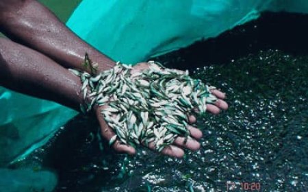 ಮೀನು ಕೃಷಿಕರಿಗೆ ಉಚಿತ ಮೀನು ಮರಿ ನೀಡಲು ಅರ್ಜಿ ಆಹ್ವಾನ