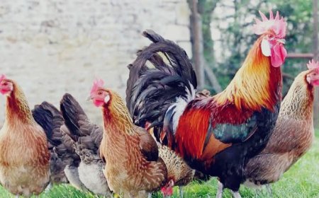 ಗ್ರಾಮೀಣ ರೈತ ಮಹಿಳೆಯರಿಗೆ ಐದು ವಾರದ ನಾಟಿ ಕೋಳಿ ಮರಿ ವಿತರಿಸಲು ಅರ್ಜಿ ಆಹ್ವಾನ