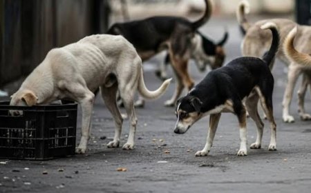 ಬೀದಿ ನಾಯಿಗಳು ವಾಸವಿದ್ದಲ್ಲಿ ಮಾಹಿತಿ ನೀಡಲು ಮನವಿ