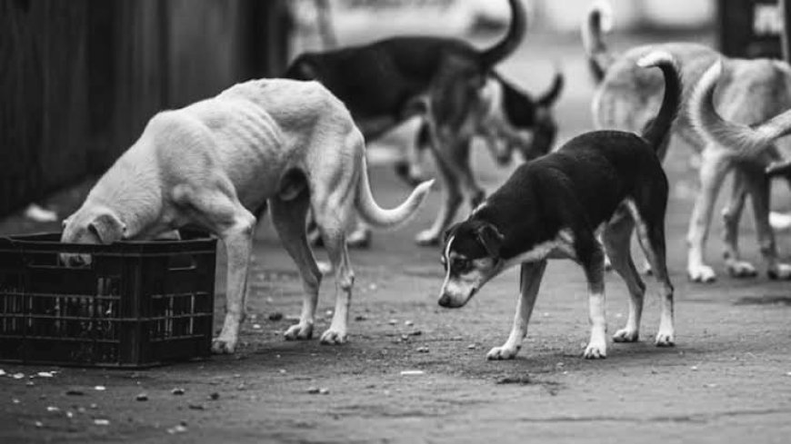 ಮಡಿಕೇರಿ& ಸೋಮವಾರಪೇಟೆ: ಬೀದಿ ನಾಯಿ ಹಾವಳಿ, ಮಾಹಿತಿ ನೀಡಲು ಮನವಿ