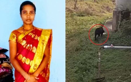 ತೋಟ ಕಾಯಲು ಬಿಟ್ಟಿದ್ದ ರಾಟ್‌ವೀಲರ್‌ ಶ್ವಾನಗಳ ದಾಳಿಗೆ ಮಹಿಳೆ ಬಲಿ