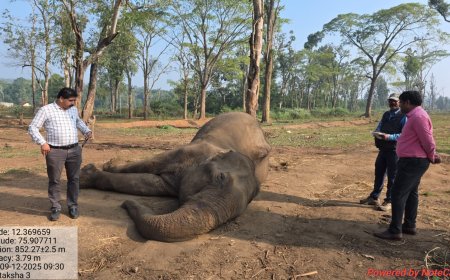 ದುಬಾರೆ ಸಾಕಾನೆ ಶಿಬಿರದಲ್ಲಿ ಅನಾರೋಗ್ಯದಿಂದ ಮೃತ ಪಟ್ಟ ಆನೆ