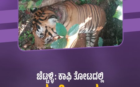 ಚೆಟ್ಟಳ್ಳಿ: ಕಾಫಿ ತೋಟದಲ್ಲಿ ಹುಲಿ ಸಾವು