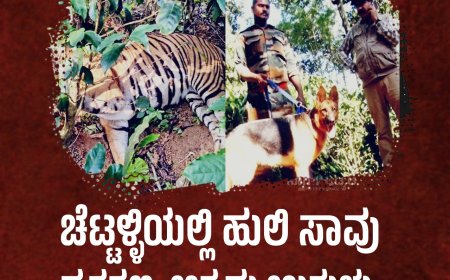 ಚೆಟ್ಟಳ್ಳಿಯಲ್ಲಿ ಹುಲಿ ಸಾವು ಪ್ರಕರಣ: ಅಕ್ರಮ ಉರುಳು, ದುಷ್ಕರ್ಮಿಗಳಿಗಾಗಿ ಶೋಧ