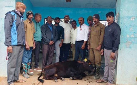 ಕುಶಾಲನಗರ: ಅಪರಿಚಿತ ವಾಹನ ಡಿಕ್ಕಿಯಾಗಿ ಜೀವನ್ಮರಣ ಸ್ಥಿತಿಯಲ್ಲಿದ್ದ ಕರುವಿನ ಜೀವ ಉಳಿಸಿ ಮಾನವೀಯತೆ ಮೆರೆದ ನಾಗರಿಕರು