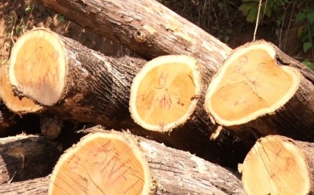 ಸೋಮವಾರಪೇಟೆ | ಅರಣ್ಯ ಸಿಬ್ಬಂದಿಯಿಂದಲೇ ಮರಗಳ್ಳತನ; 6 ಜನರ ವಿರುದ್ಧ ಪ್ರಕರಣ