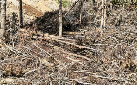 ಗುಡ್ಡೆಹೊಸೂರು:ಅಕ್ರಮವಾಗಿ ಮರಗಳ ಹನನ,ಪ್ರಕರಣ ದಾಖಲು