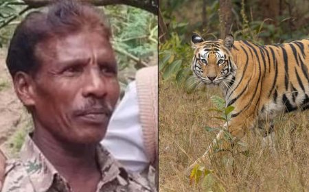 ಗಸ್ತು ವೇಳೆ ಹುಲಿ ದಾಳಿ | ಅರಣ್ಯ ಇಲಾಖೆಯ ವಾಚರ್‌ ಬಲಿ