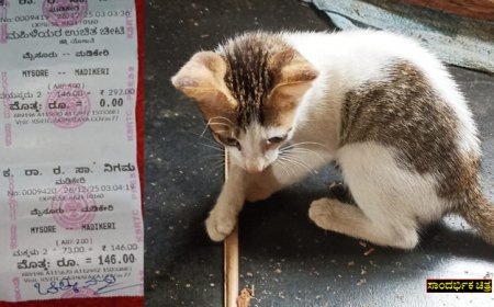 ಮೈಸೂರಿನಿಂದ ಮಡಿಕೇರಿಗೆ ಹೊರಟ ಕೆಎಸ್‌ಆರ್‌ಟಿಸಿ ಬಸ್‌ನಲ್ಲಿ ಅರ್ಧ ಟಿಕೆಟ್‌ ನೀಡಿ ಪ್ರಯಾಣಿಸಿದ ಬೆಕ್ಕಿನ ಮರಿ!