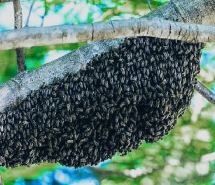 ಕುಶಾಲನಗರ:ಮೂವರ ಮೇಲೆ ಹೆಜ್ಜೇನು ದಾಳಿ