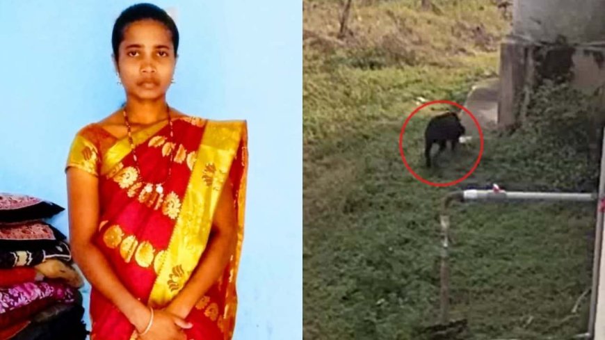 ತೋಟ ಕಾಯಲು ಬಿಟ್ಟಿದ್ದ ರಾಟ್‌ವೀಲರ್‌ ಶ್ವಾನಗಳ ದಾಳಿಗೆ ಮಹಿಳೆ ಬಲಿ