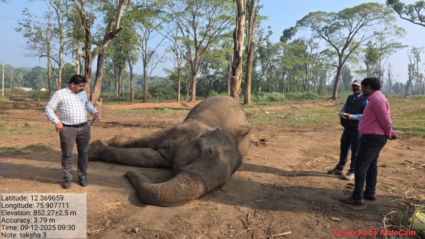 ದುಬಾರೆ ಸಾಕಾನೆ ಶಿಬಿರದಲ್ಲಿ ಅನಾರೋಗ್ಯದಿಂದ ಮೃತ ಪಟ್ಟ ಆನೆ